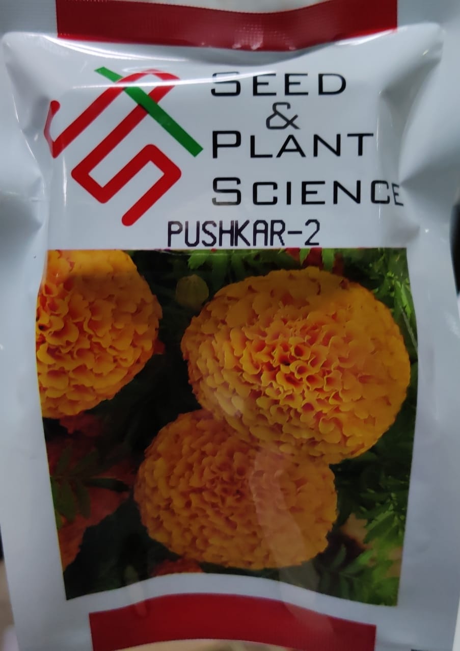 Marigold Pushkar 2 Orange (SPS - 1000 seeds)