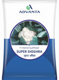 Cauliflower Super Shigra (Advanta Golden Seeds - 10 gm)