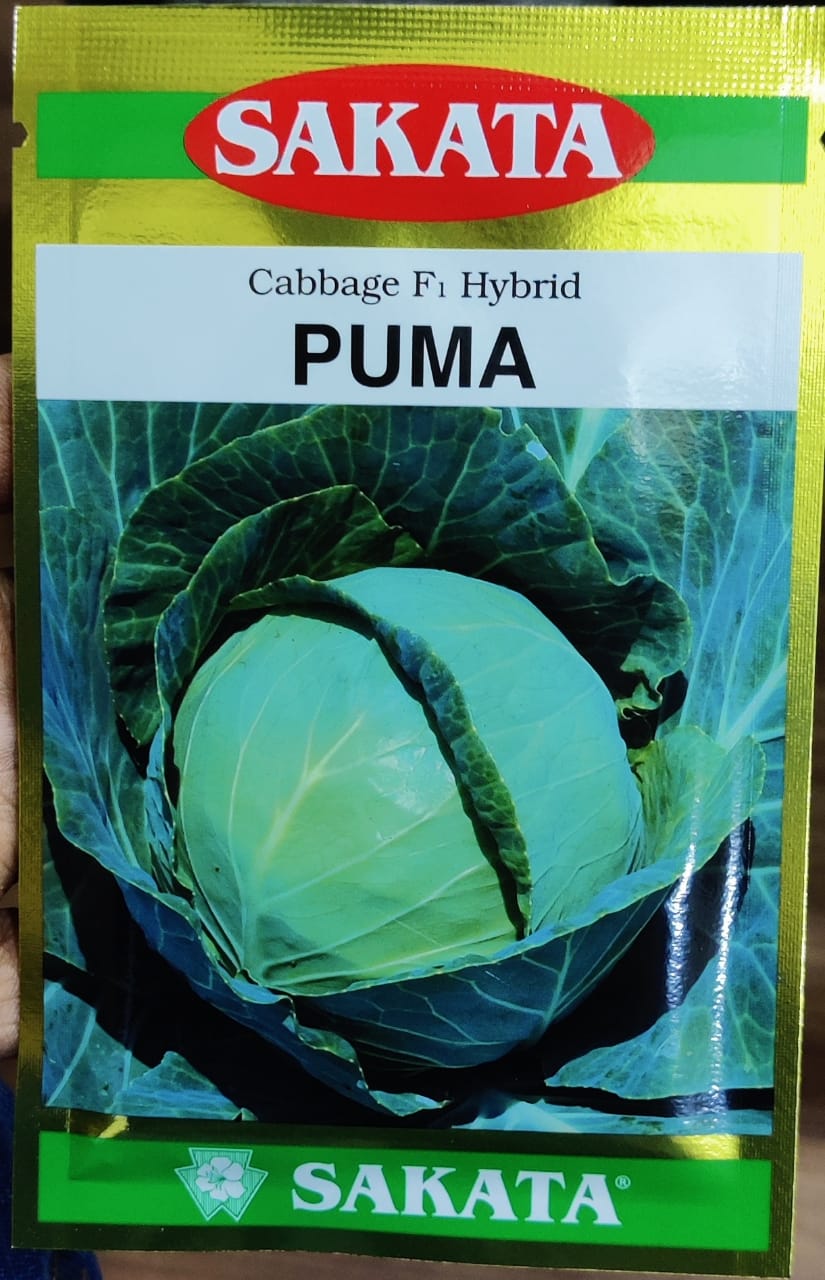Cabbage Puma (Sakata Seeds - 10 gm)