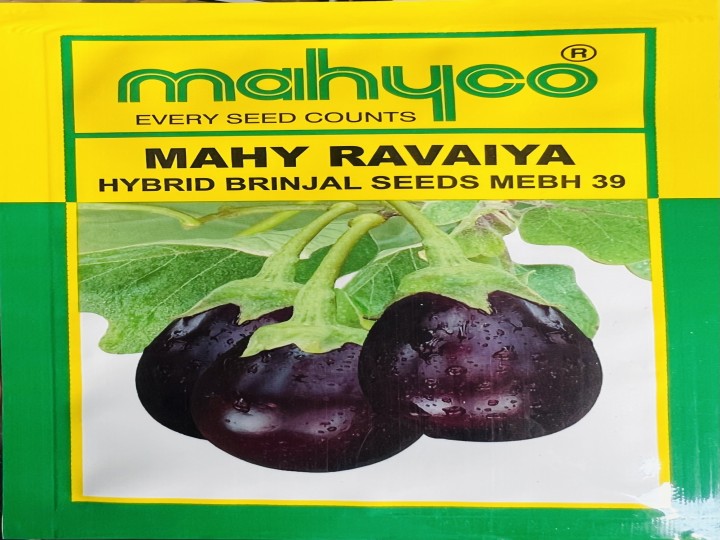 Brinjal Mahy Ravaiya MEBH 39 (Sungro Seeds - 10 gm)