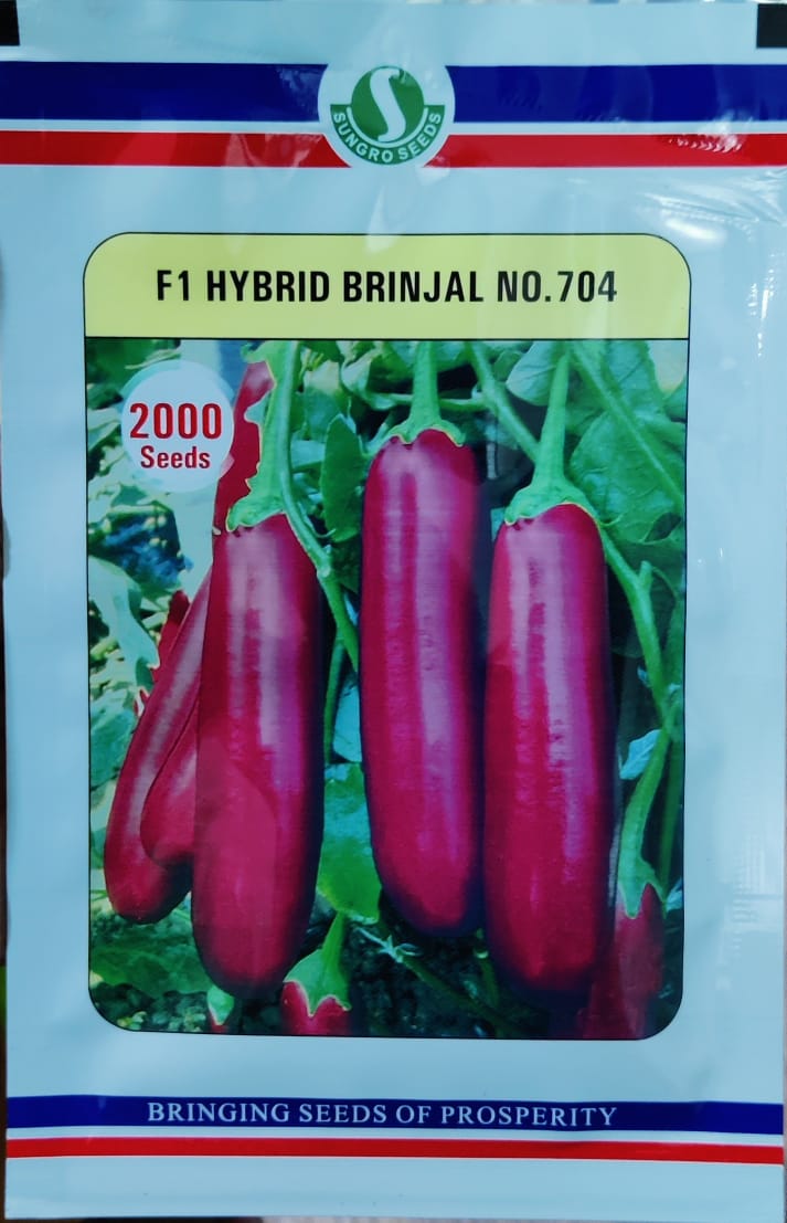 Brinjal No 704 (Sungro Seeds - 2000 seeds)