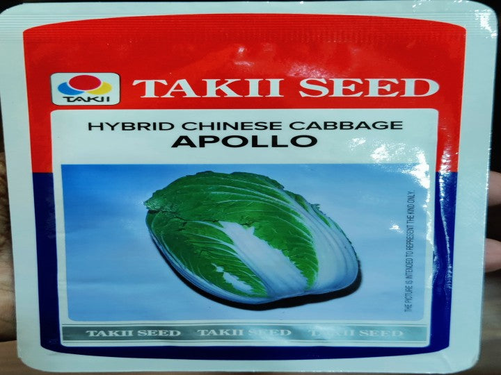 Chinese Cabbage Apollo (Takii Seed - 10 gm)
