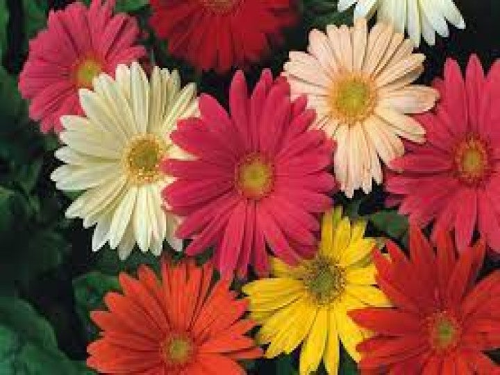 Gerbera Jamesonii Dwarf Mix (Tobias Select Seed - 100 Seeds)