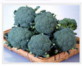Broccoli Matsuri (Tokita Seed - 10 gm)