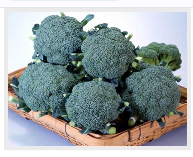 Broccoli Matsuri (Tokita Seed - 10 gm)