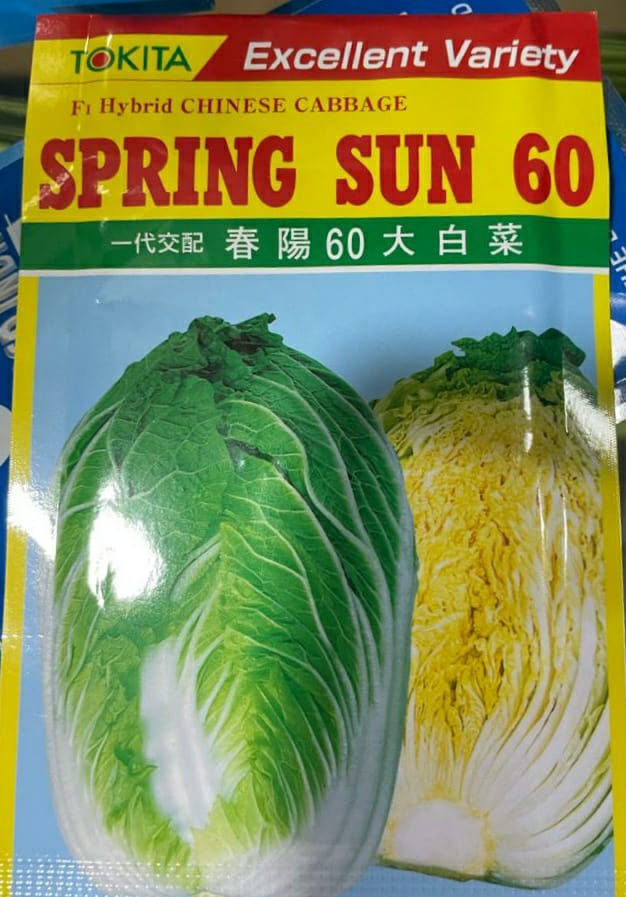 Chinese Cabbage Spring Sun 60 (Tokita Seed - 10 gm)