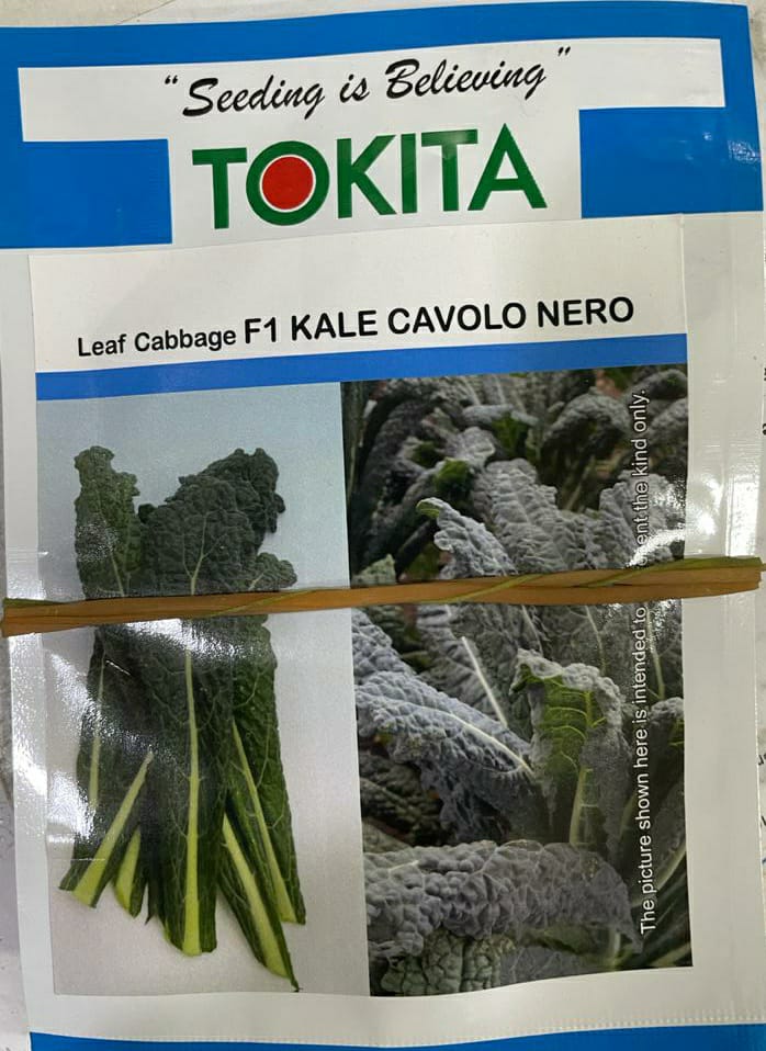Leaf Cabbage Kale Cavolo Nero (Tokita Seed - 100 Seeds)