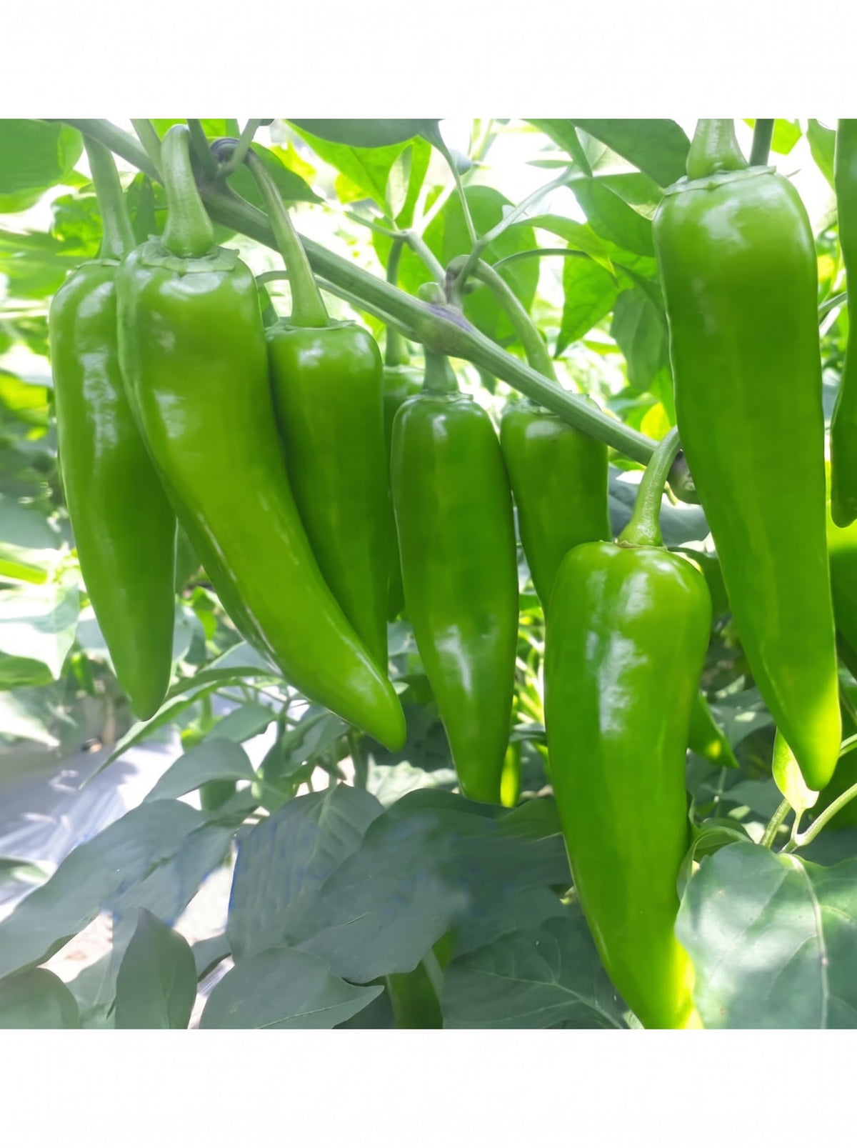Chilli VNR-38 (VNR Seeds - 10 gm)