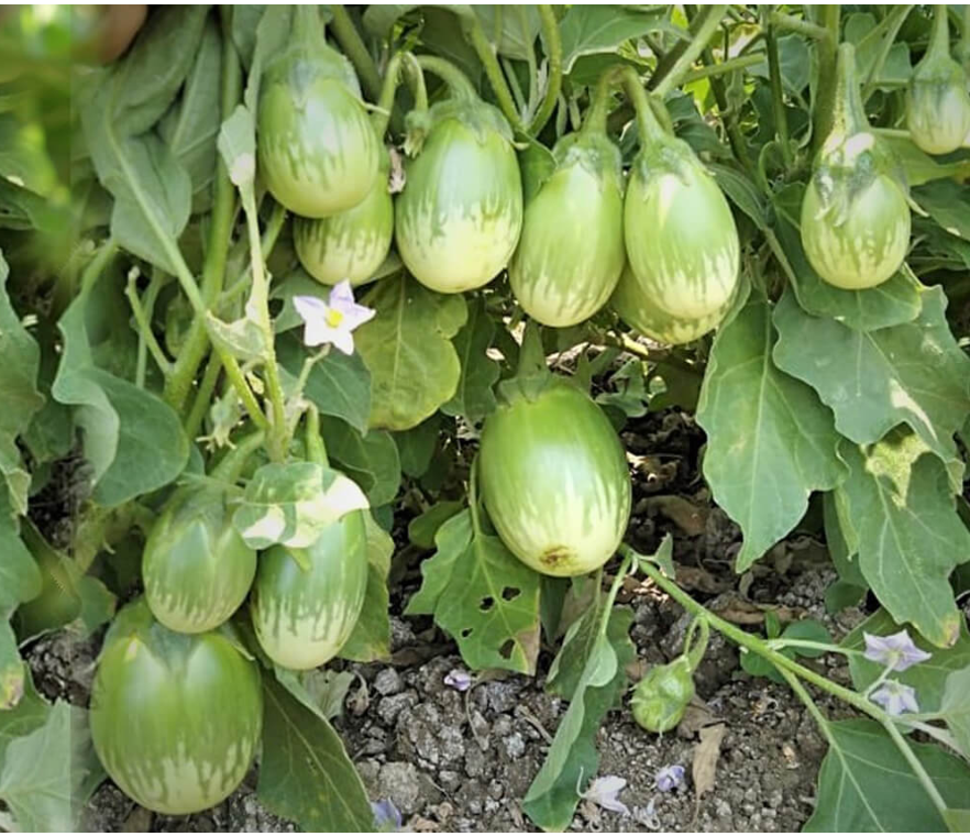 Brinjal Harsh (VNR Seeds - 10 gm)