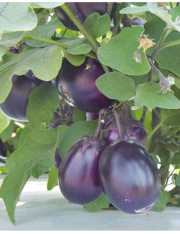 Brinjal Mukta Round (VNR Seeds - 10 gm)
