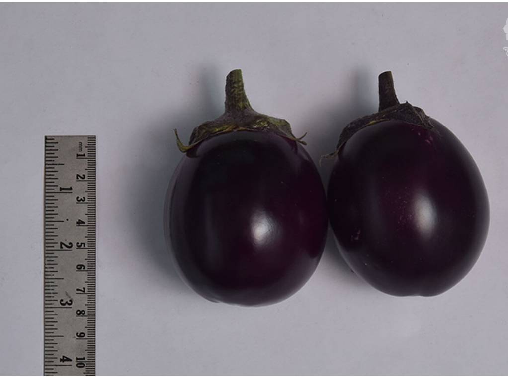 Brinjal Mukta Round (VNR Seeds - 10 gm)